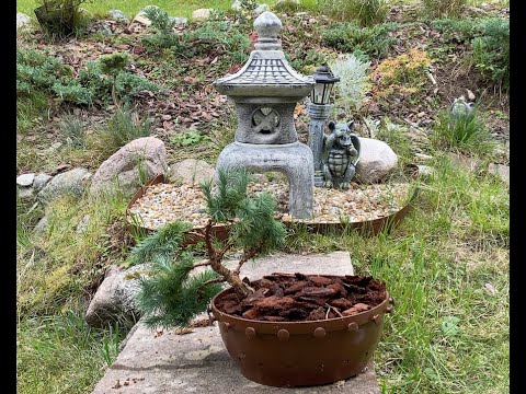 Bonsai project - Japanese larch