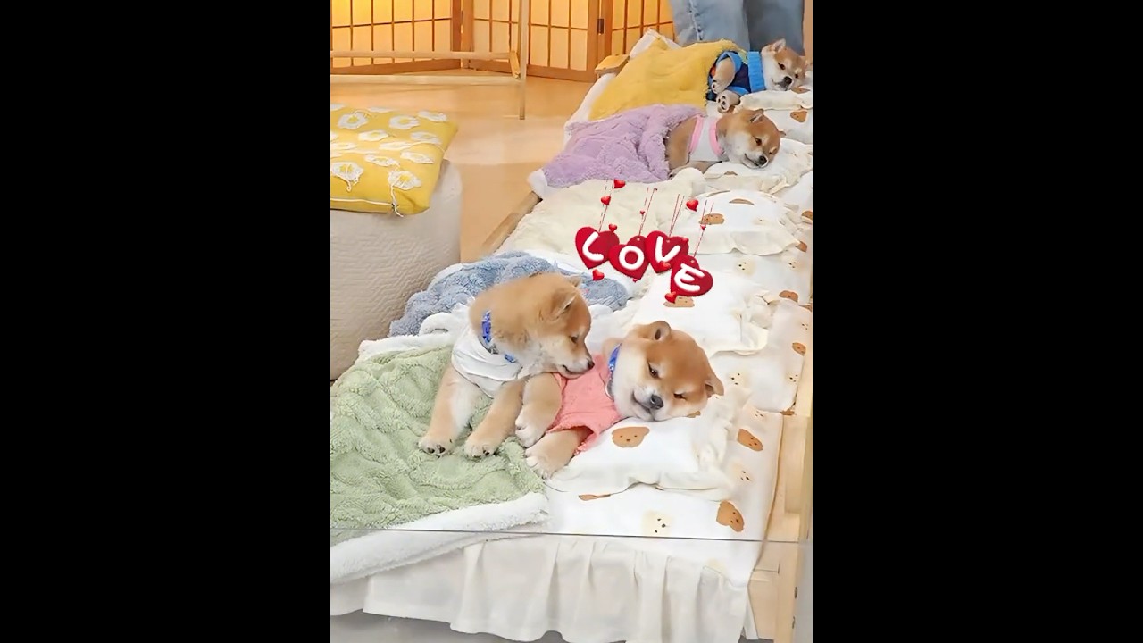 愛情深い二匹のわんちゃん #癒やし動画 #眠る