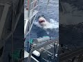Great White Leaps Out Of Water! Guadalupe. MUST WATCH!! 💙#shark #guadeloupe