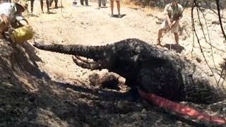 Oh No! Young Elephant Stuck In Muddy Trap!