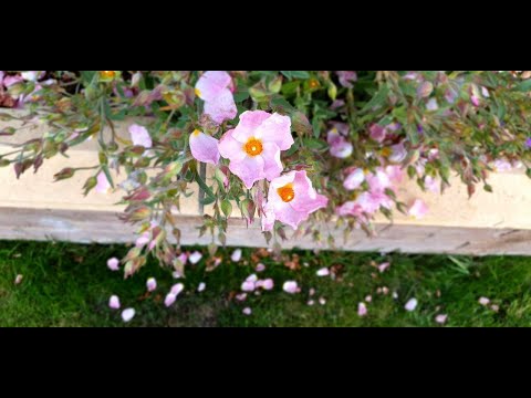Mum's beautiful Rock Rose