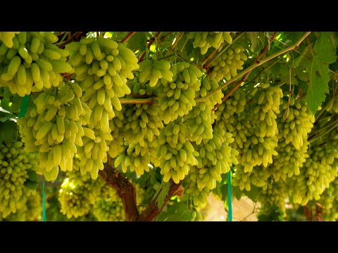 Unique Grape Varieties - America's Heartland