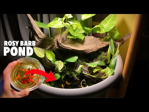 DIY Mini Indoor Pond With Waterfall