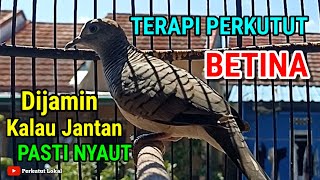 Download lagu Suara Perkutut Betina Gacor Memanggil Jantan Pancingan Paling Ampuh Langsung Nyaut Gacor #perkutut mp3