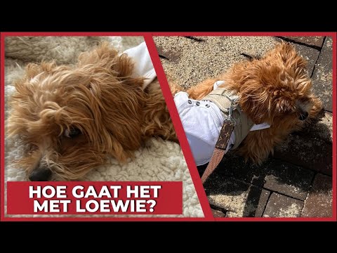 HOE GAAT HET MET LOEWIE? - #1814