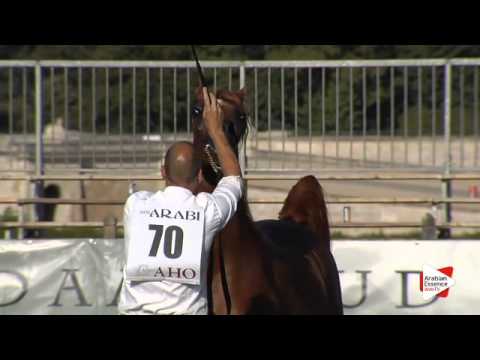 N.70 PRUSSIA MI - Chantilly 2015 AWC - Colts 3 years old (Class 8)