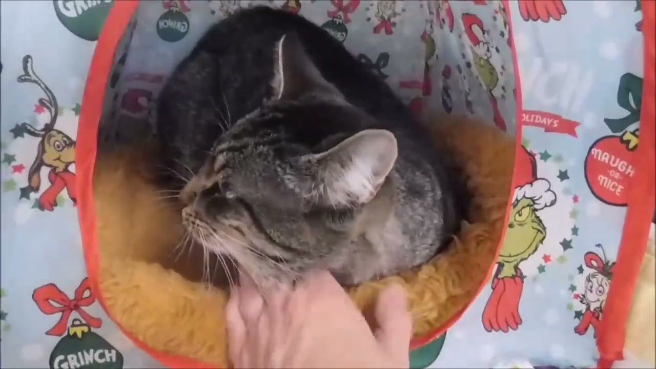 Enlarge TWISTER, a Adoptable Domestic Short Hair in Ironwood, MI video 2/2