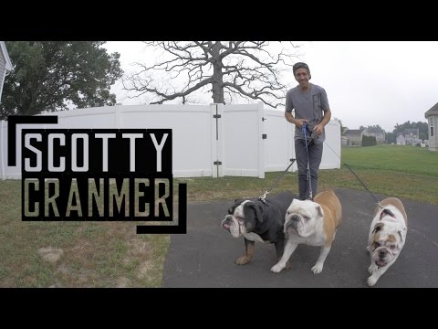 Day In The Life: My English Bulldogs!