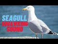 Seagull Squawking Sound