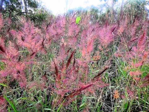 Capim Gordura video