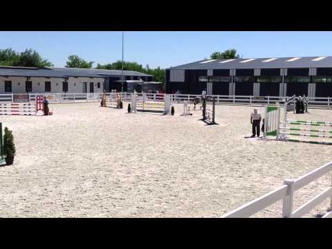 5 yo mare by Cancara x Cassini I.