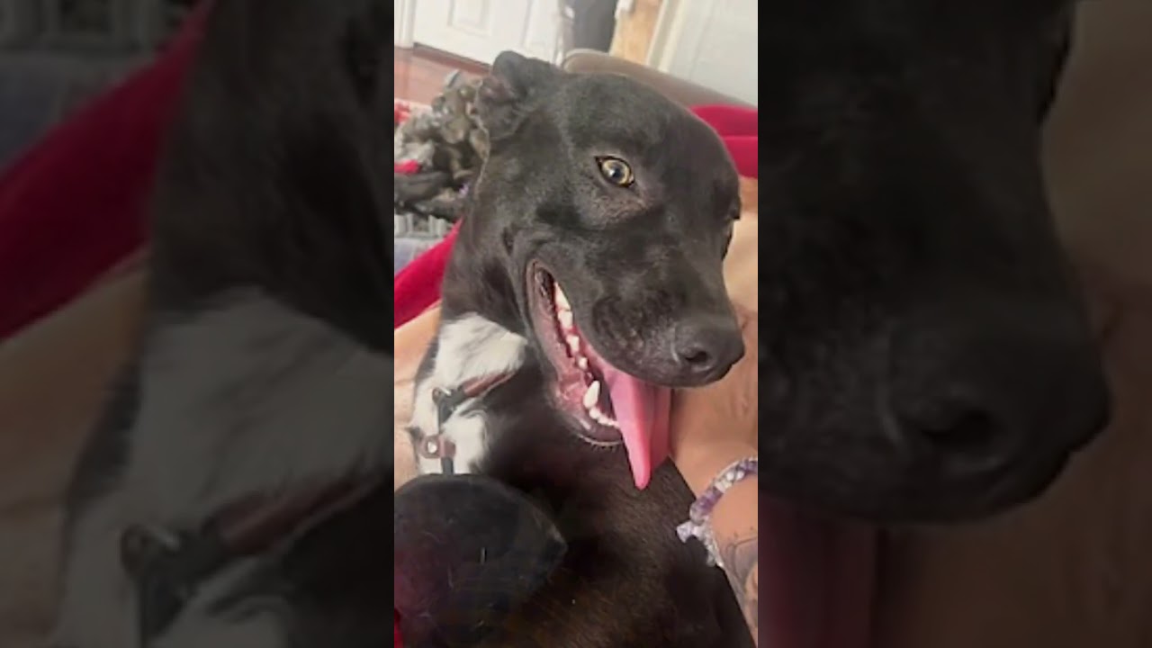 Spike, a Adoptable mixed breed in Sacramento, CA video 6/6