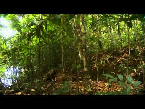 Ray Mears' Bushcraft S01E02 - Solomon