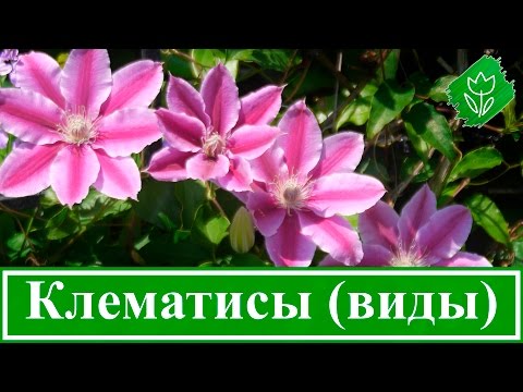 Виды Клематисов Фото И Названия