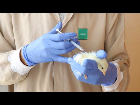 , title : 'Marek’s Disease in poultry - vaccination preparation and administration method'