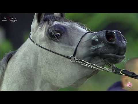 N 86 SQ GHARAM   Al Shiraa International Arabian Horse Show 2020