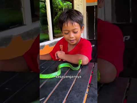 Rahasia Ular Hijau Yang Tak Menggigit 🐍