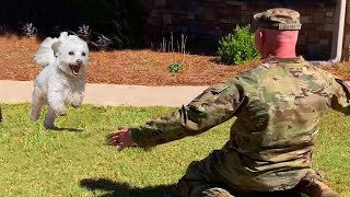 Heartwarming Dog Reunions with Their Owners Will Melt Even the Toughest Hearts