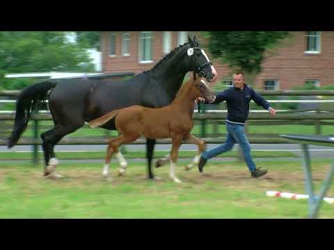 Hf v Don Olymbrio x Sir Donnerhall x Don Schufro 2018