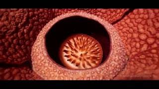 Download lagu Pesona Alam Bengkulu mp3