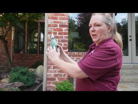 3rd YouTube video about are cicada killers dangerous