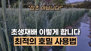 #초생재배 최적의 호밀 사용법 #에너지농법  #탄소농업  #유기농업  #환경농업 #자연농업 #토양유기화
