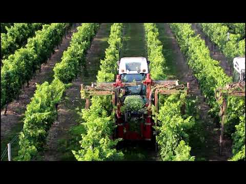 DAtv Laubschneiden im Weinberg
