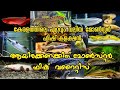 Keralas no 1 monster fish collection / kezhillam Atlanta fish farm