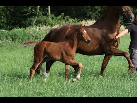 *2019 Hengst von For Romance - De Niro (aus dem Stamm von Dante Weltino OLD)