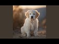 Lovely Puppy