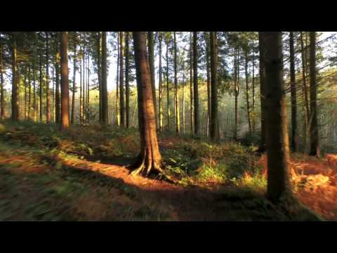 Movie of green environment