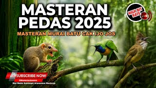 Download lagu Kompilasi Masteran Cucak Cungkok Super Gacor Isian Bajing Kekes Kunti dan Cucak Jenggot Mesin Jahit mp3