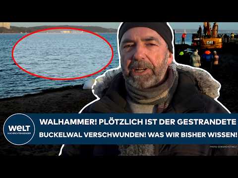 Video Thumbnail: TIMMENDORFER STRAND: Walhammer! Plötzlich ist der gestrandete Buckelwal verschwunden! Was wir wissen