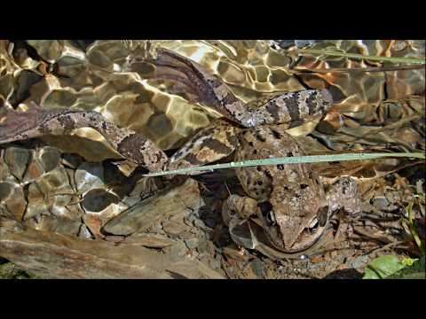 Carnia Anello di Bordaglia da Pierabech