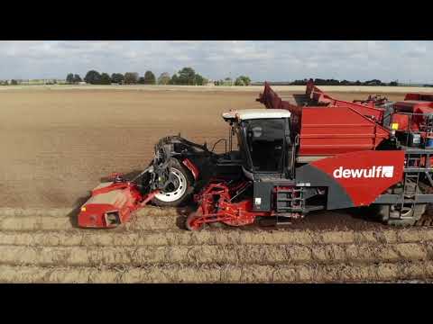 Dewulf Potato Harvester Swinefleet Common. Potatoes Part 2