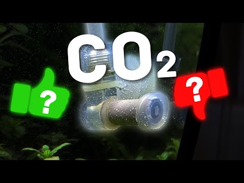 Is CO2 Essential for Thriving Aquarium Plants?🤔