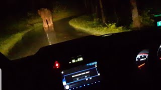 Elaphant chasing inside forest road Wayanad
