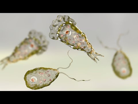 Gehirnfressende Parasiten saugen uns wie Vampire aus!