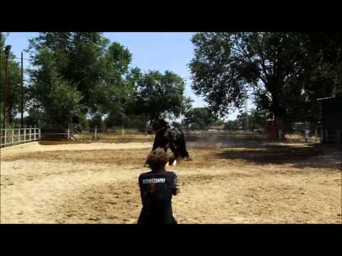 Ramon Alvarez horse pull stunt