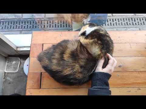 Cat of the ferry pier