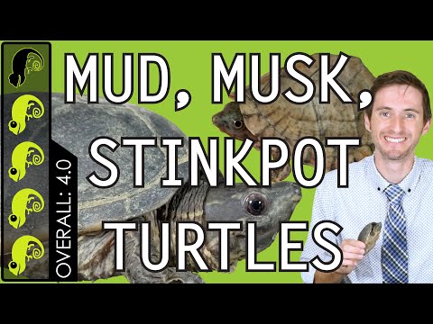 Mud, Musk, and Stinkpot Turtles, The Best Pet Turtles?