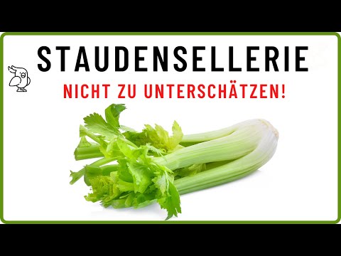✅STAUDENSELLERIE WIRKUNG✅ 6 Gründe, warum Staudensellerie so gesund ist!
