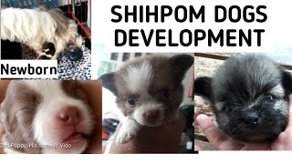 SHIH TZU AND SHIH POM MIX DEVELOPMENT