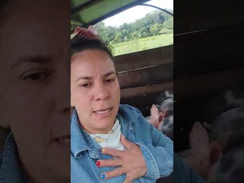 🫶 Mis cerditos, criados con dedicación y cariño en la granja. Cada día reciben buenos cuidados,,🐷🌿