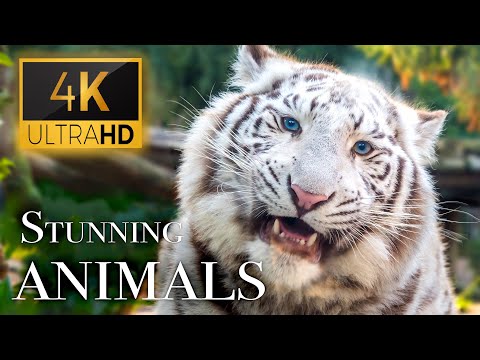 Stunning Animals in Animals Around The World With Real Nature Sounds