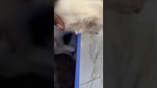 Other Cats Videos