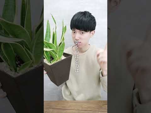 サボテンと多肉植物の水やりについて知っておくべきこと - 量、頻度、避けるべき間違い!  庭園