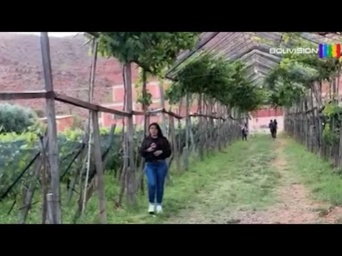 Camargo, tierra del singani y vino, destaca por su producción vitivinícola de calidad