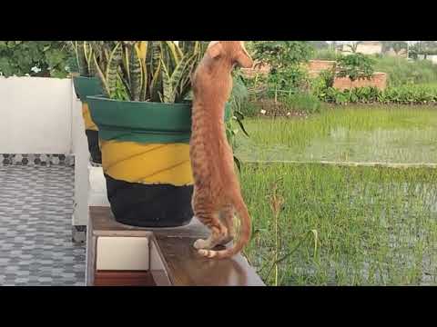 Ghar me aayi nyi cat | घर में आयी नई बिल्ली ।।😍#animals #love #trending #viralvideo #viral#youtube 😍