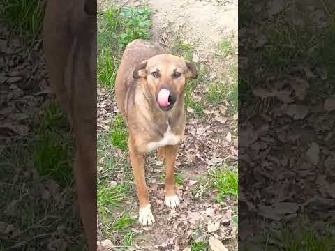 Cute Dog.##animal #trending